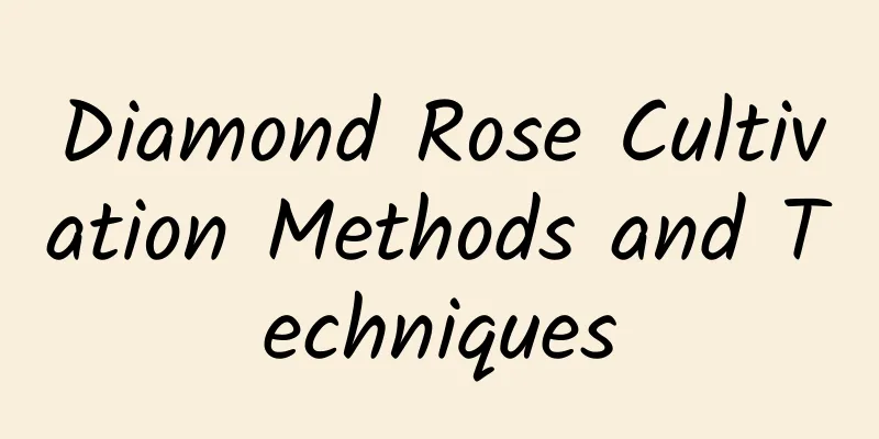 Diamond Rose Cultivation Methods and Techniques