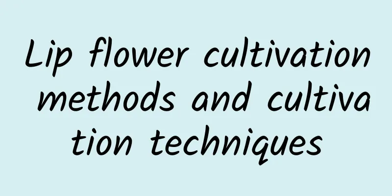 Lip flower cultivation methods and cultivation techniques