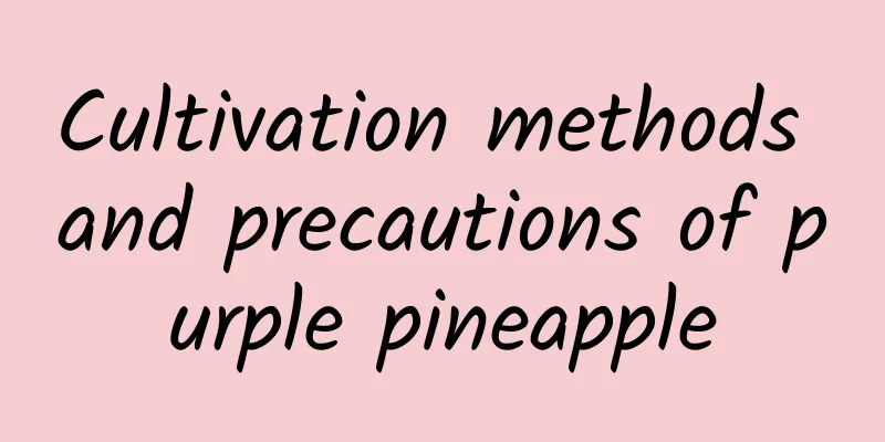 Cultivation methods and precautions of purple pineapple