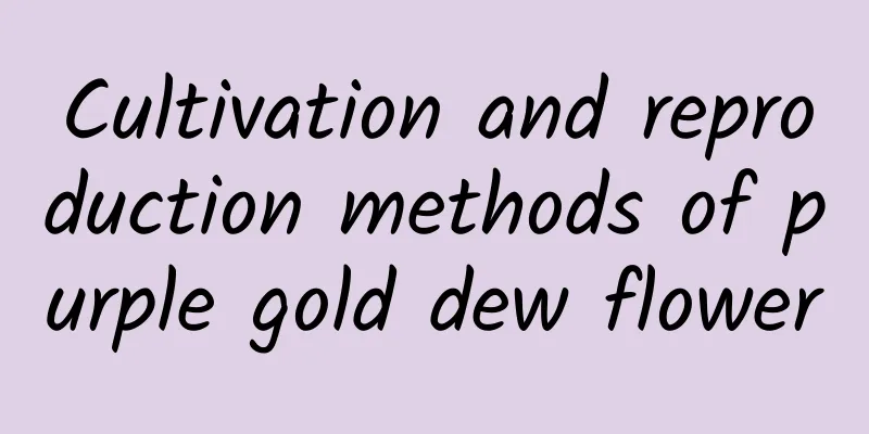 Cultivation and reproduction methods of purple gold dew flower