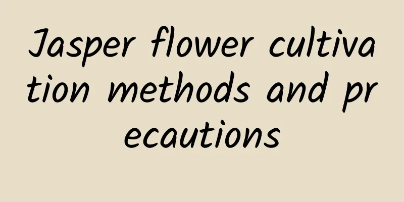 Jasper flower cultivation methods and precautions