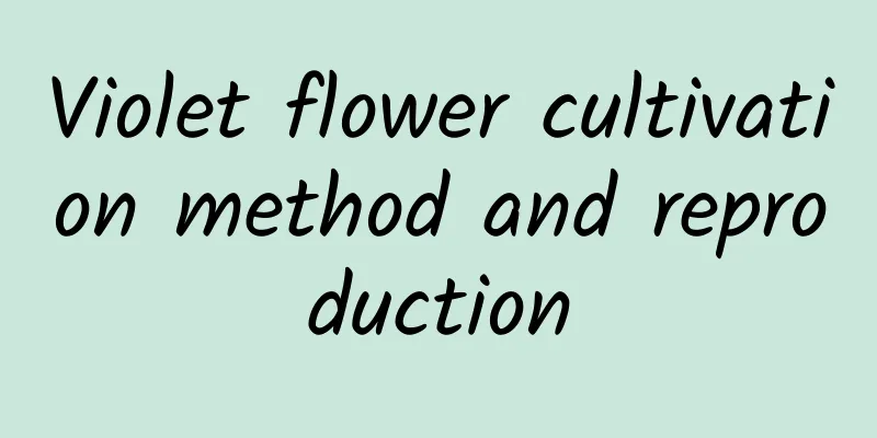 Violet flower cultivation method and reproduction