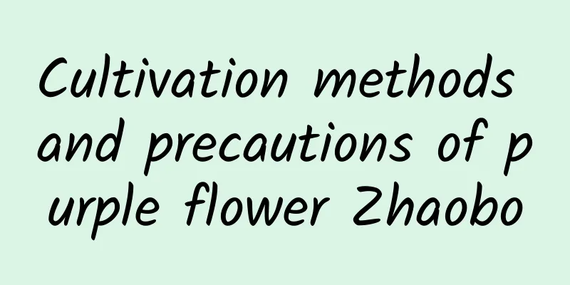 Cultivation methods and precautions of purple flower Zhaobo