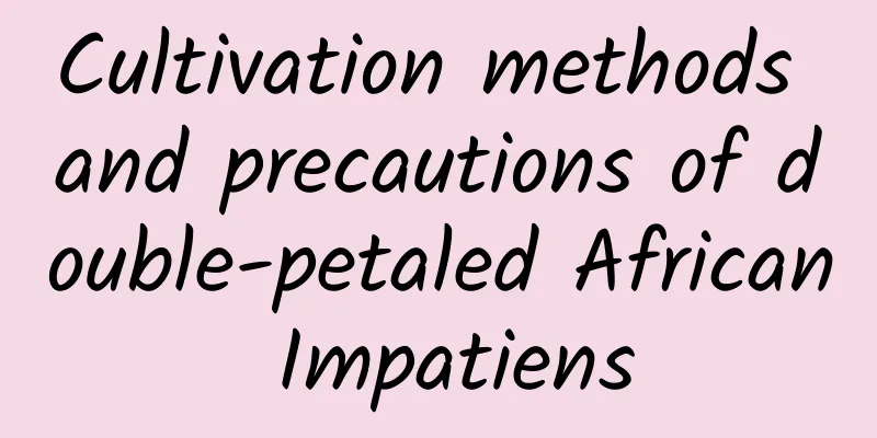 Cultivation methods and precautions of double-petaled African Impatiens