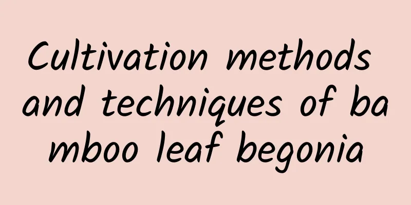 Cultivation methods and techniques of bamboo leaf begonia