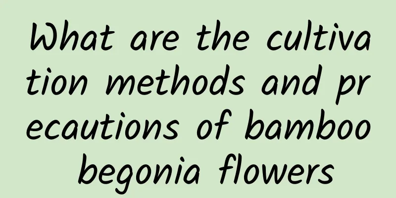 What are the cultivation methods and precautions of bamboo begonia flowers