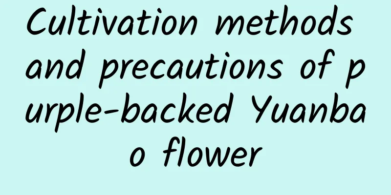 Cultivation methods and precautions of purple-backed Yuanbao flower