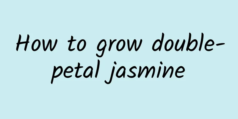 How to grow double-petal jasmine