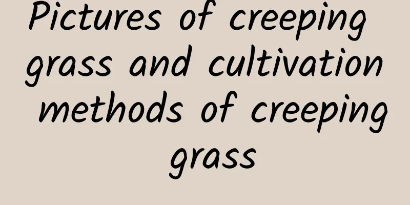 Pictures of creeping grass and cultivation methods of creeping grass