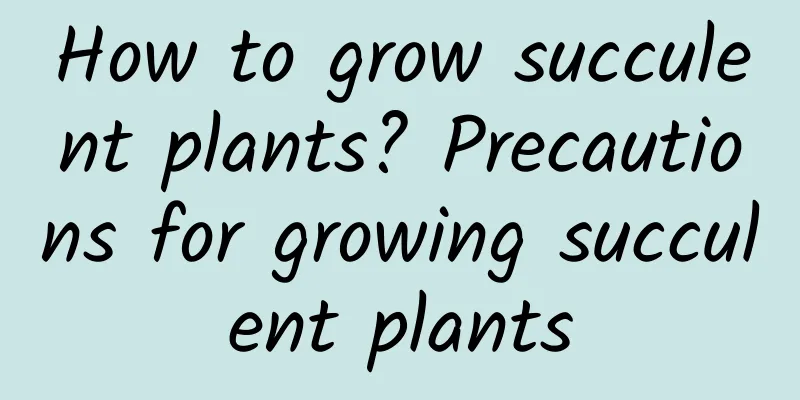 How to grow succulent plants? Precautions for growing succulent plants