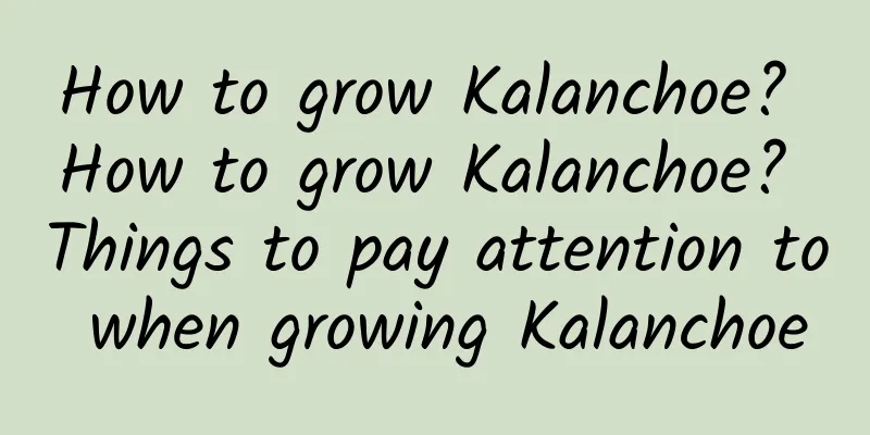 How to grow Kalanchoe? How to grow Kalanchoe? Things to pay attention to when growing Kalanchoe