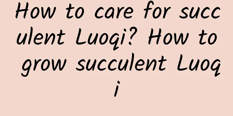 How to care for succulent Luoqi? How to grow succulent Luoqi