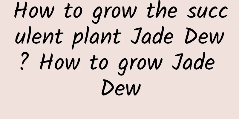 How to grow the succulent plant Jade Dew? How to grow Jade Dew