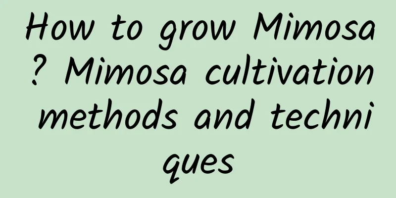 How to grow Mimosa? Mimosa cultivation methods and techniques