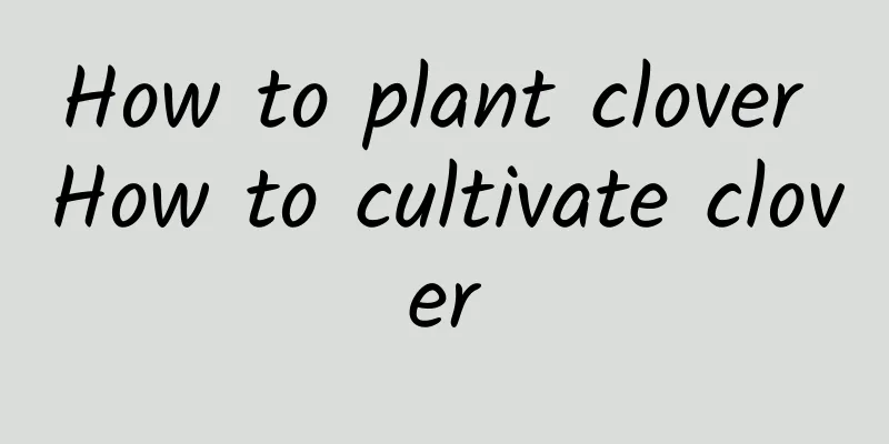 How to plant clover How to cultivate clover