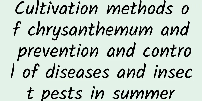 Cultivation methods of chrysanthemum and prevention and control of diseases and insect pests in summer