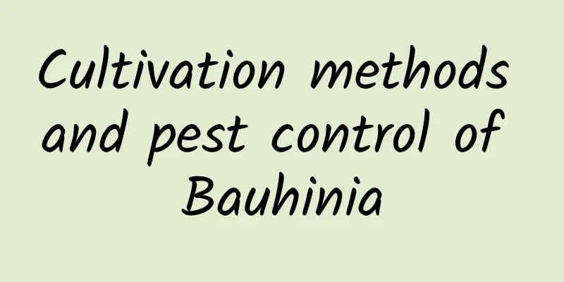 Cultivation methods and pest control of Bauhinia