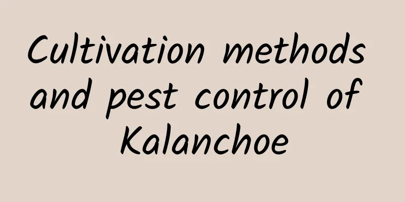 Cultivation methods and pest control of Kalanchoe