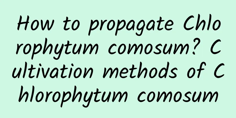 How to propagate Chlorophytum comosum? Cultivation methods of Chlorophytum comosum