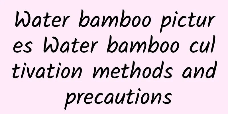 Water bamboo pictures Water bamboo cultivation methods and precautions