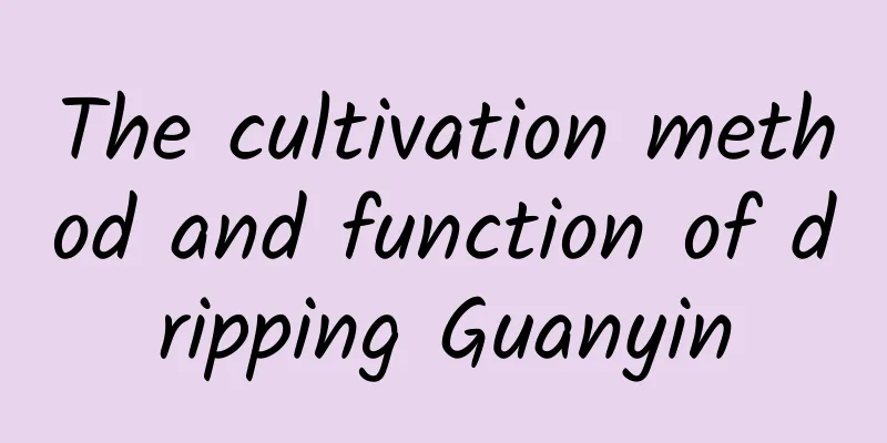 The cultivation method and function of dripping Guanyin