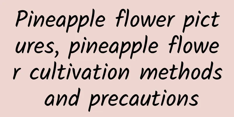 Pineapple flower pictures, pineapple flower cultivation methods and precautions