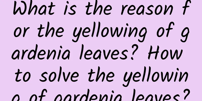 What is the reason for the yellowing of gardenia leaves? How to solve the yellowing of gardenia leaves?