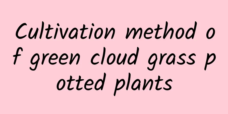 Cultivation method of green cloud grass potted plants