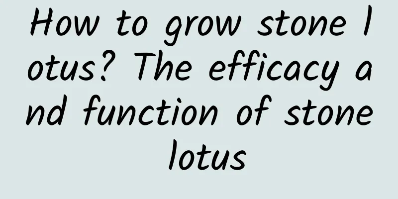 How to grow stone lotus? The efficacy and function of stone lotus