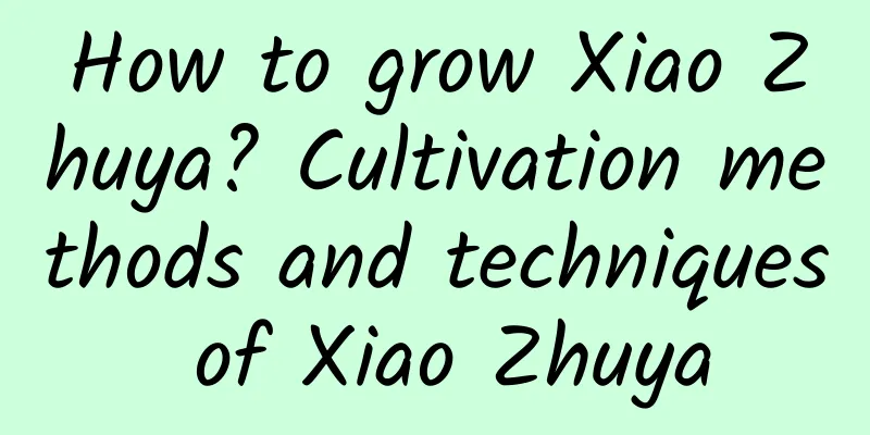 How to grow Xiao Zhuya? Cultivation methods and techniques of Xiao Zhuya