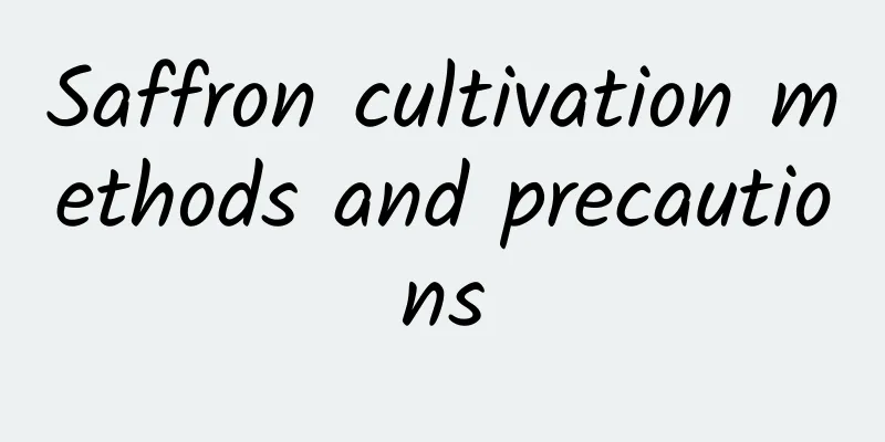 Saffron cultivation methods and precautions