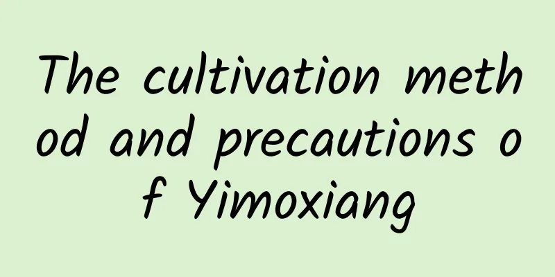 The cultivation method and precautions of Yimoxiang