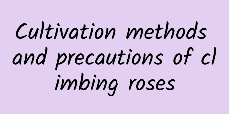 Cultivation methods and precautions of climbing roses