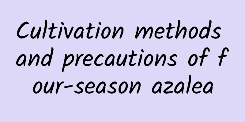 Cultivation methods and precautions of four-season azalea