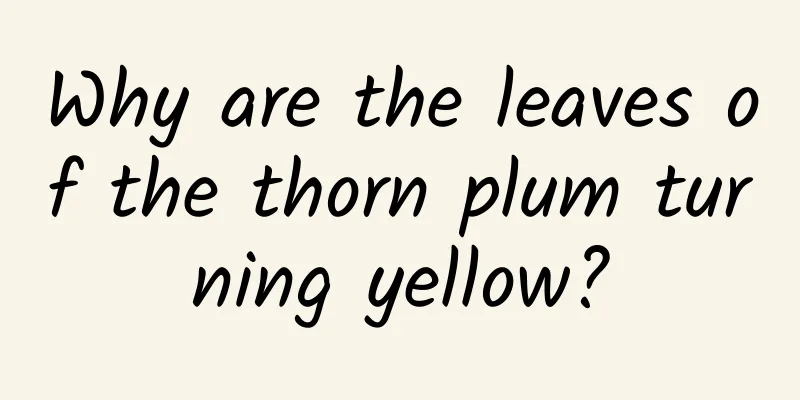 Why are the leaves of the thorn plum turning yellow?