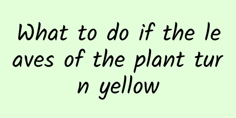 What to do if the leaves of the plant turn yellow