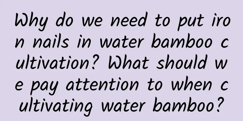 Why do we need to put iron nails in water bamboo cultivation? What should we pay attention to when cultivating water bamboo?