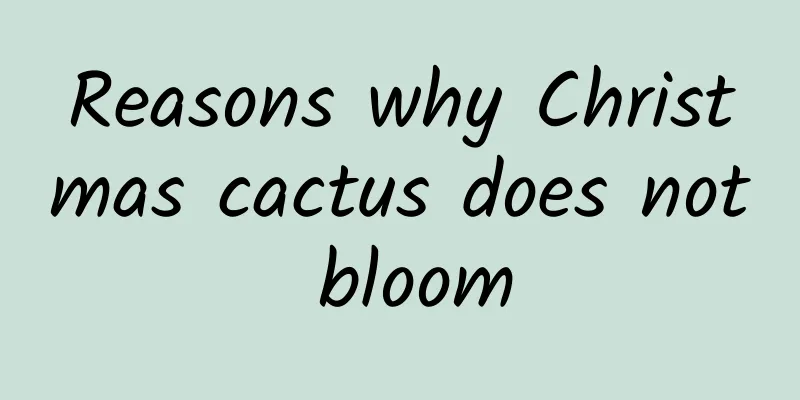 Reasons why Christmas cactus does not bloom