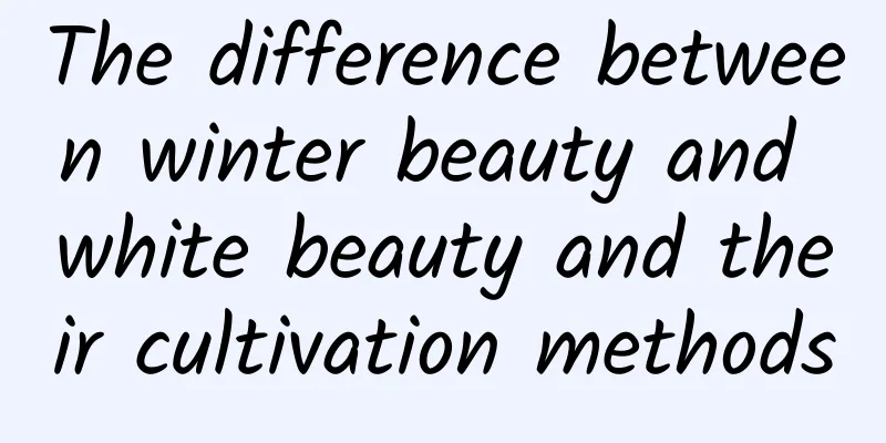 The difference between winter beauty and white beauty and their cultivation methods