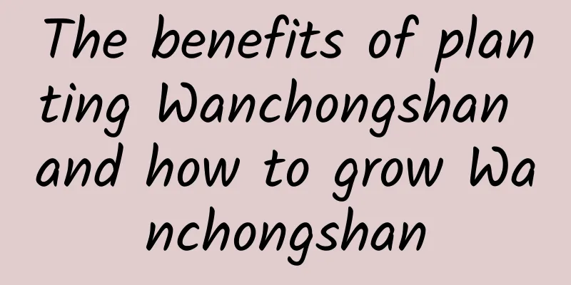 The benefits of planting Wanchongshan and how to grow Wanchongshan