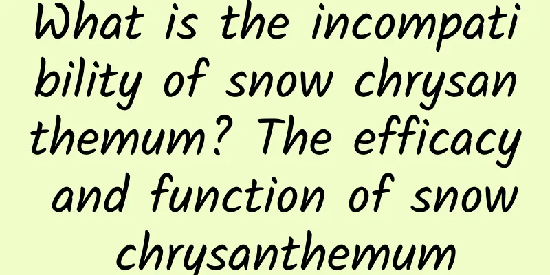 What is the incompatibility of snow chrysanthemum? The efficacy and function of snow chrysanthemum