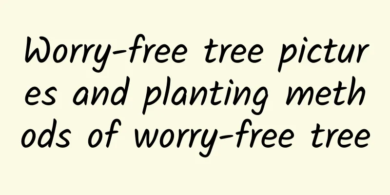 Worry-free tree pictures and planting methods of worry-free tree