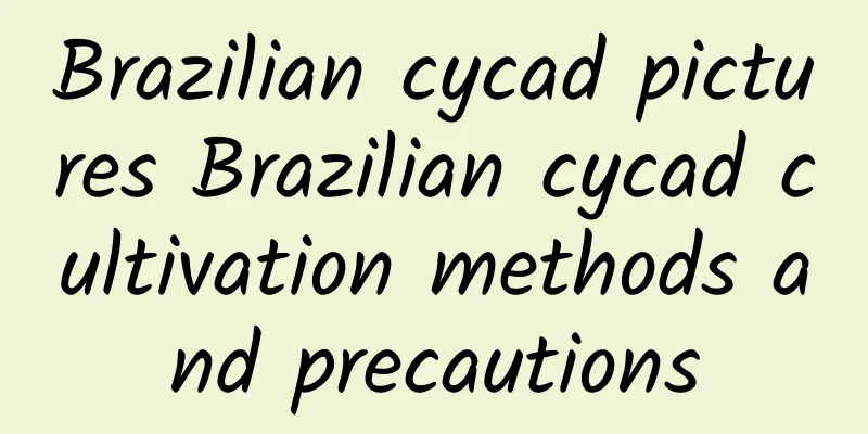 Brazilian cycad pictures Brazilian cycad cultivation methods and precautions