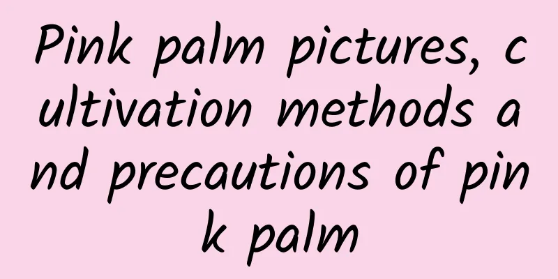 Pink palm pictures, cultivation methods and precautions of pink palm