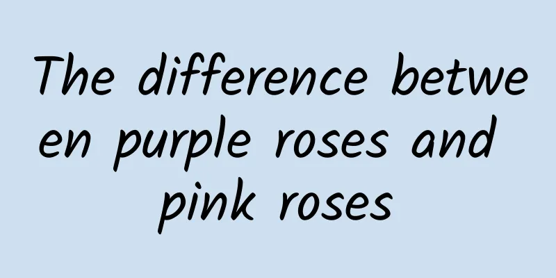 The difference between purple roses and pink roses