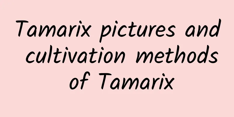 Tamarix pictures and cultivation methods of Tamarix