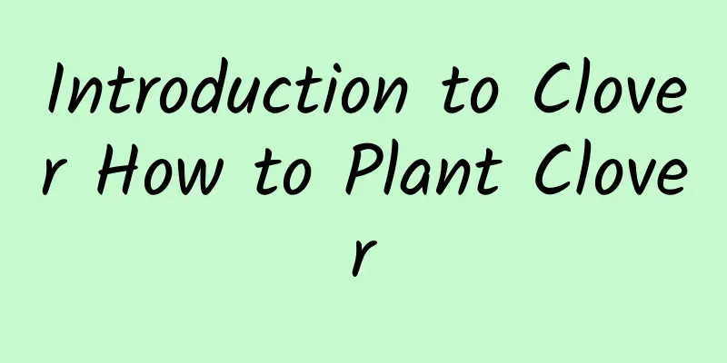 Introduction to Clover How to Plant Clover