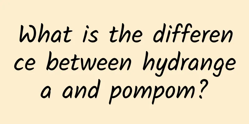 What is the difference between hydrangea and pompom?