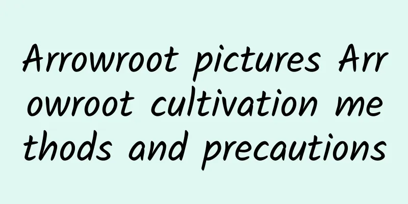 Arrowroot pictures Arrowroot cultivation methods and precautions