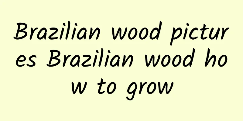 Brazilian wood pictures Brazilian wood how to grow